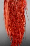 Plume Striée Red