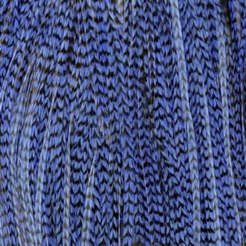 Plume Striée Royal Blue