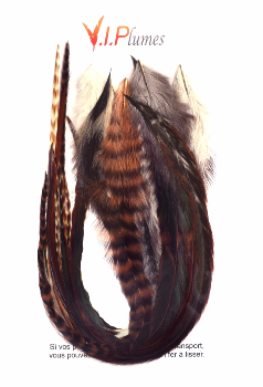 Pack Mix 10 Plumes Épaisses Out Of Africa