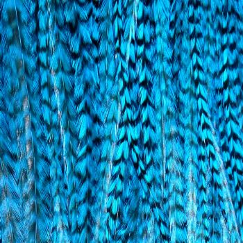 Plume Striée Kingfisher Blue